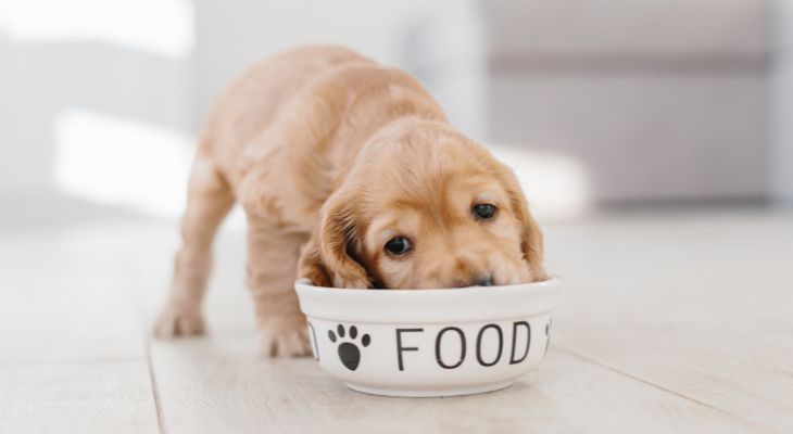 what_food_can_puppies_eat.jpg