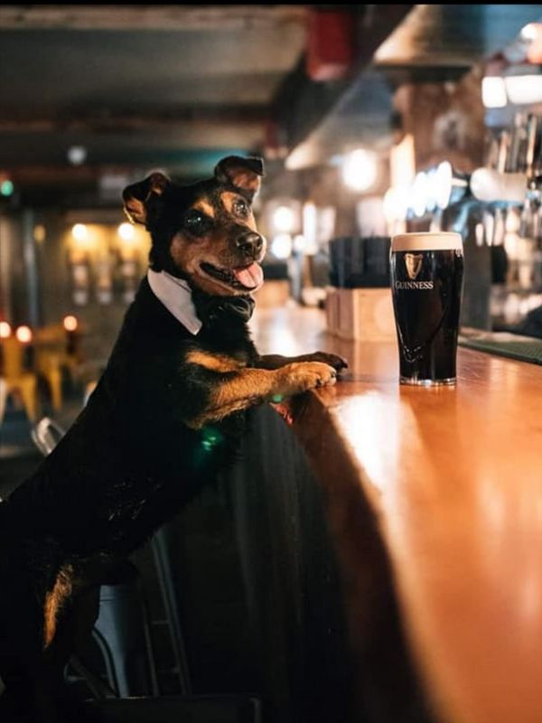 dog_friendly_pubs_and_bars_in_ireland.jpg