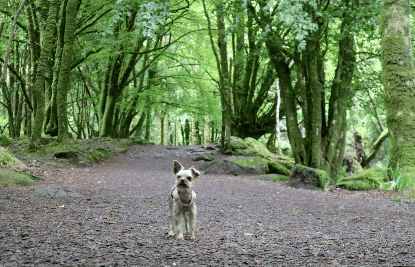 Best hotels to stay in Kerry with my dog, dog friendly activities in County Kerry, Where can I bring my dog in Ireland. Kerry and Killarney dog walks.png