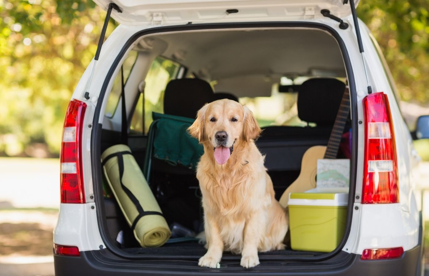 Tips to Planning a Road Trip with your Dog Across Ireland and europe.jpg