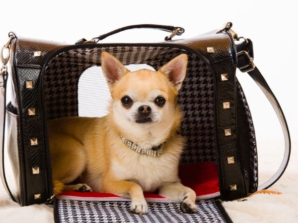 dog friendly backpack.jpg
