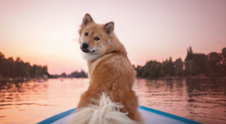 dog_friendly_boat_tours.jpg