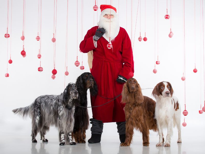 Santa_Claus_in_a_red_suit_standing_with_four_dogs_on_leashes_against_a_white_background_with_red_hanging_ornaments.jpg