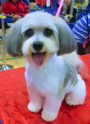 top-dog-grooming-parlour-1.png