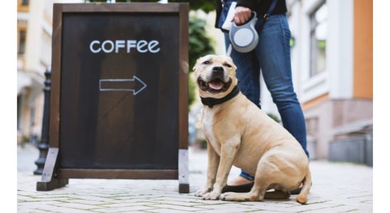 a_big_pit_bull_sitting_next_to_a_sign_that_says_coffee_with_an_error_pointing_towards_a_dog_friendly_cafe_in_dun_laoghaire.jpg