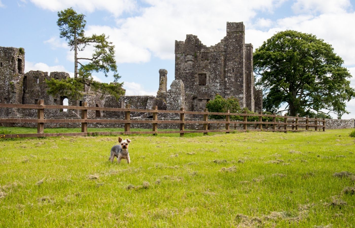 dog friendly activities in County Meath, Where can I bring my dog in Ireland. Ancient East dog walks.jpg