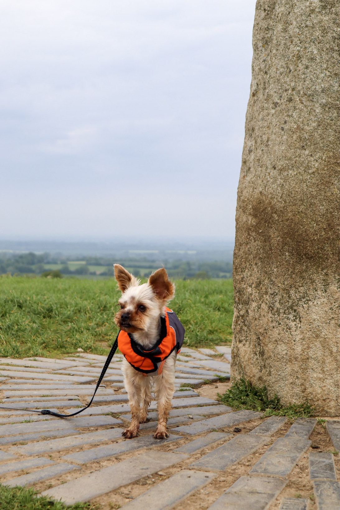 dog-friendly hikes hill of tara in meath county.jpeg