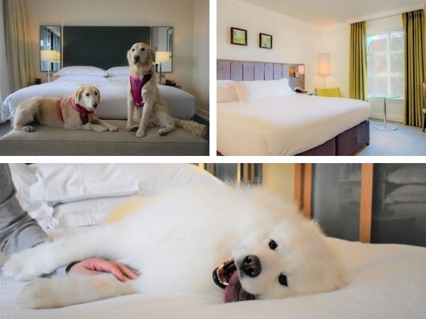 dog-friendly-hotel-chain-Hilton.jpg