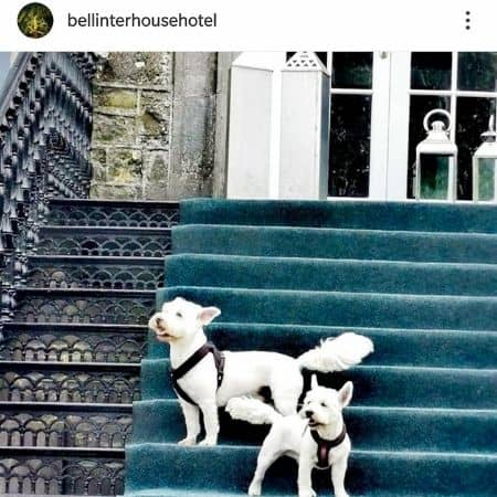 dog-friendly-bellinter-hotel.jpg